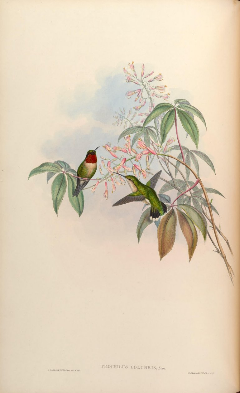 Trochilus colubris = Archilochus colubris door John Gould