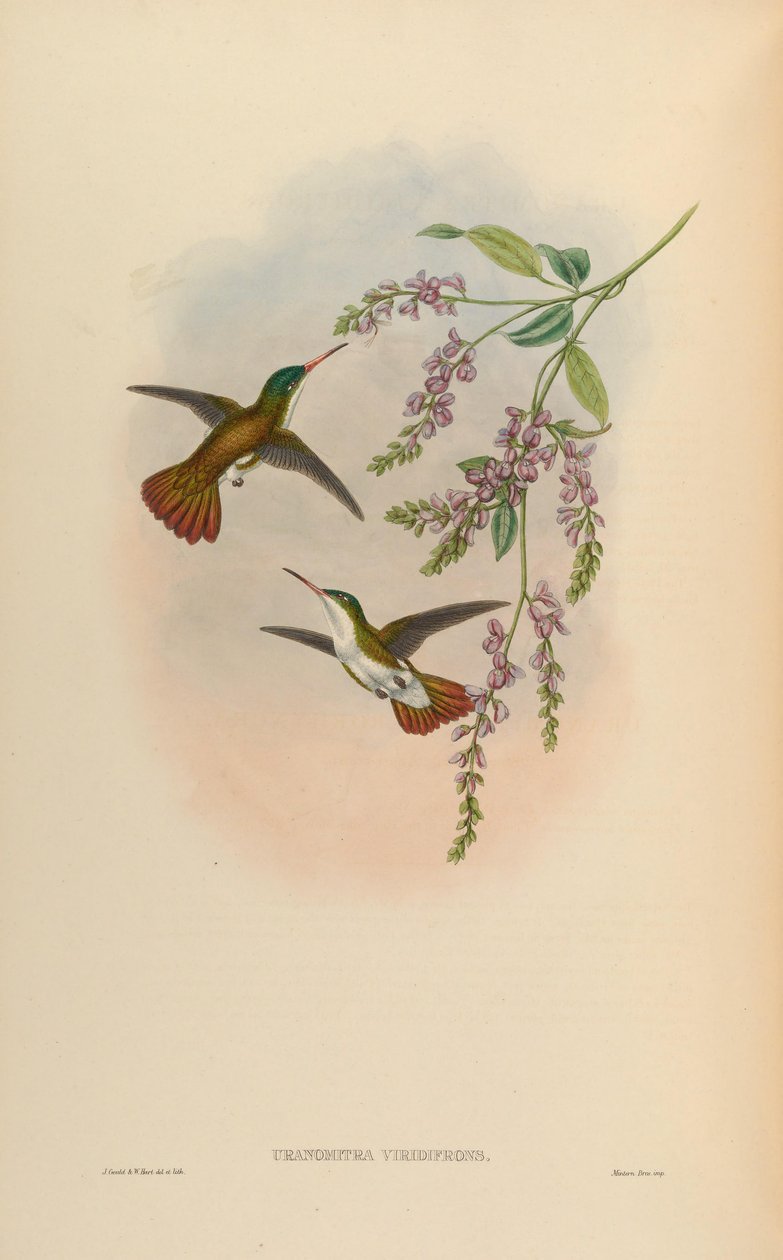 Uranomitra viridifrons = Amazilia viridifrons viridifrons door John Gould
