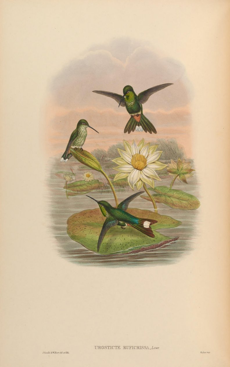 Urosticte ruficrissa door John Gould