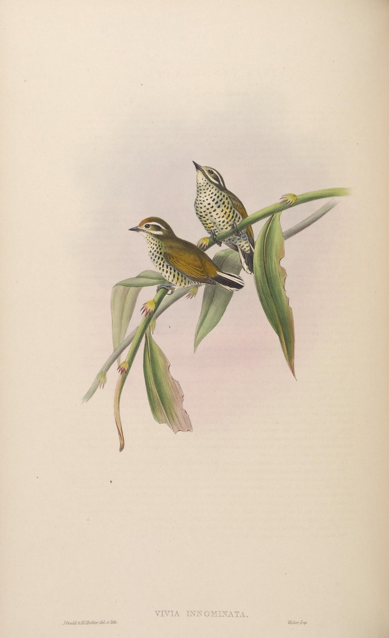 Vivia innominata = Picumnus innominatus door John Gould