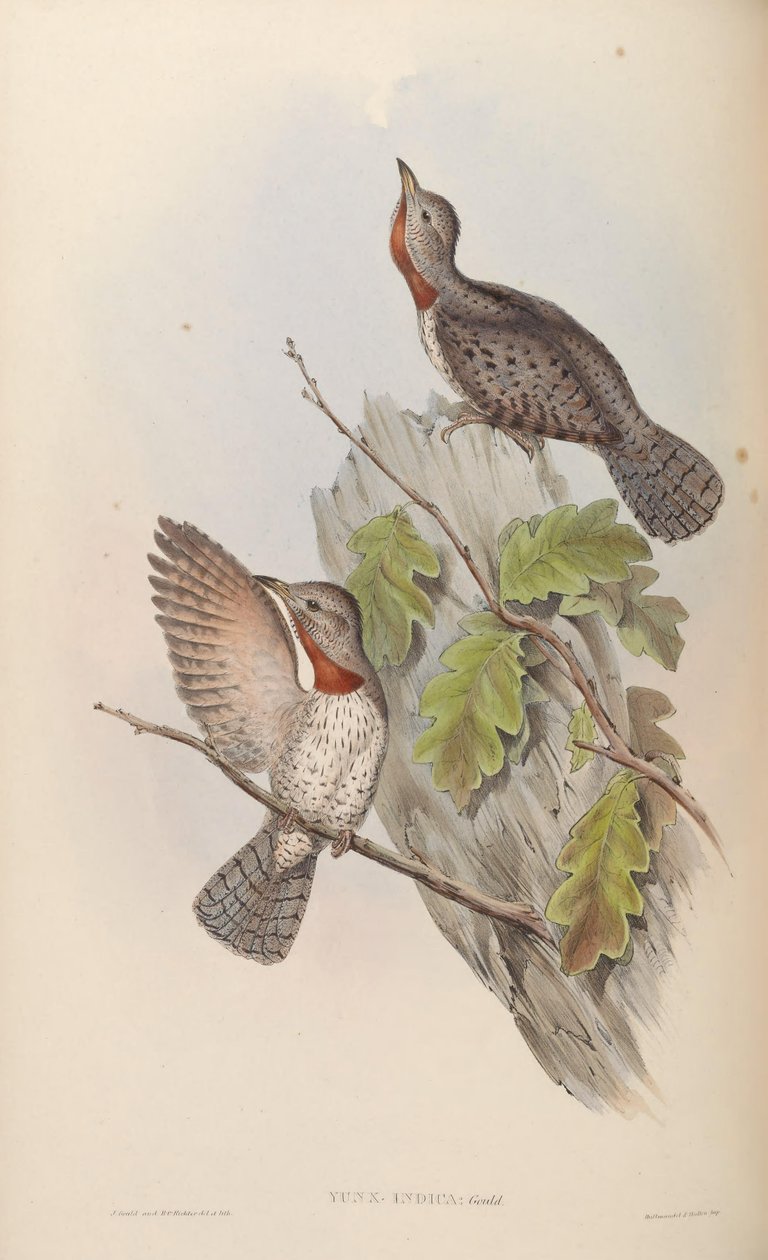 Yunx indica = Jynx ruficollis (syn. J. pectoralis) door John Gould