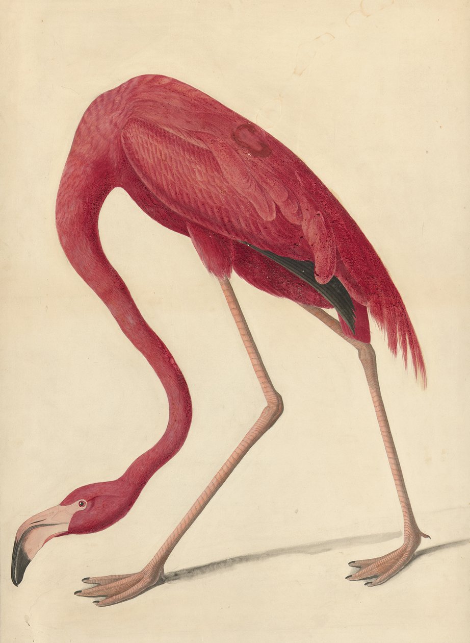 Grote Flamingo, 1838 door John James Audubon