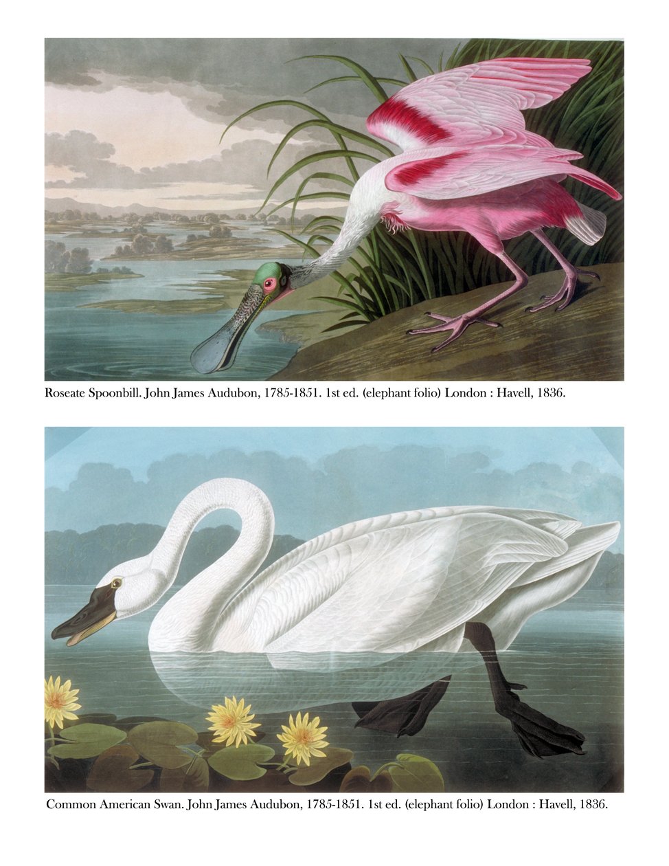Roze Lepelaar en Gewone Amerikaanse Zwaan, 1836 door John James Audubon