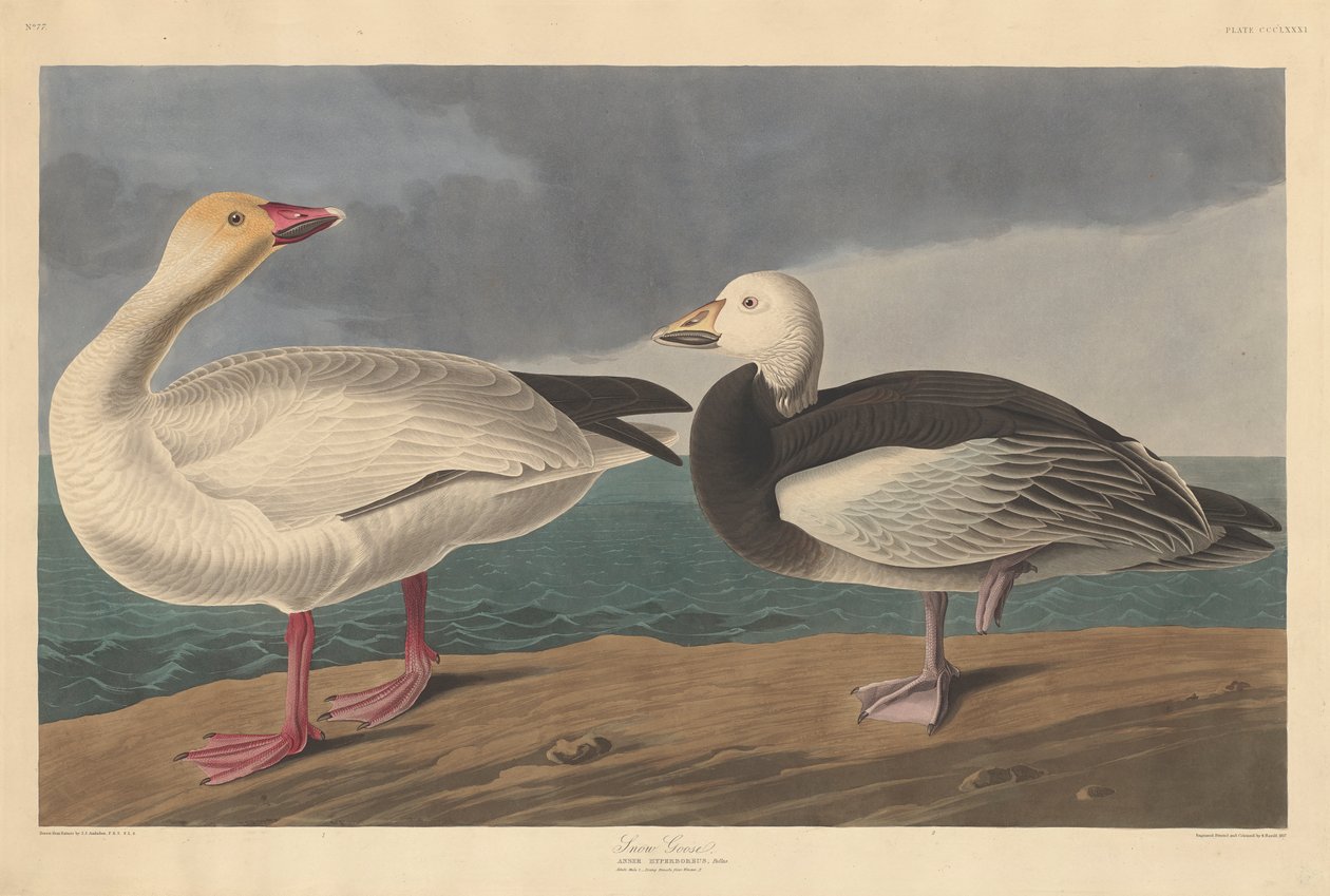 Sneeuwgans, 1837 door John James Audubon