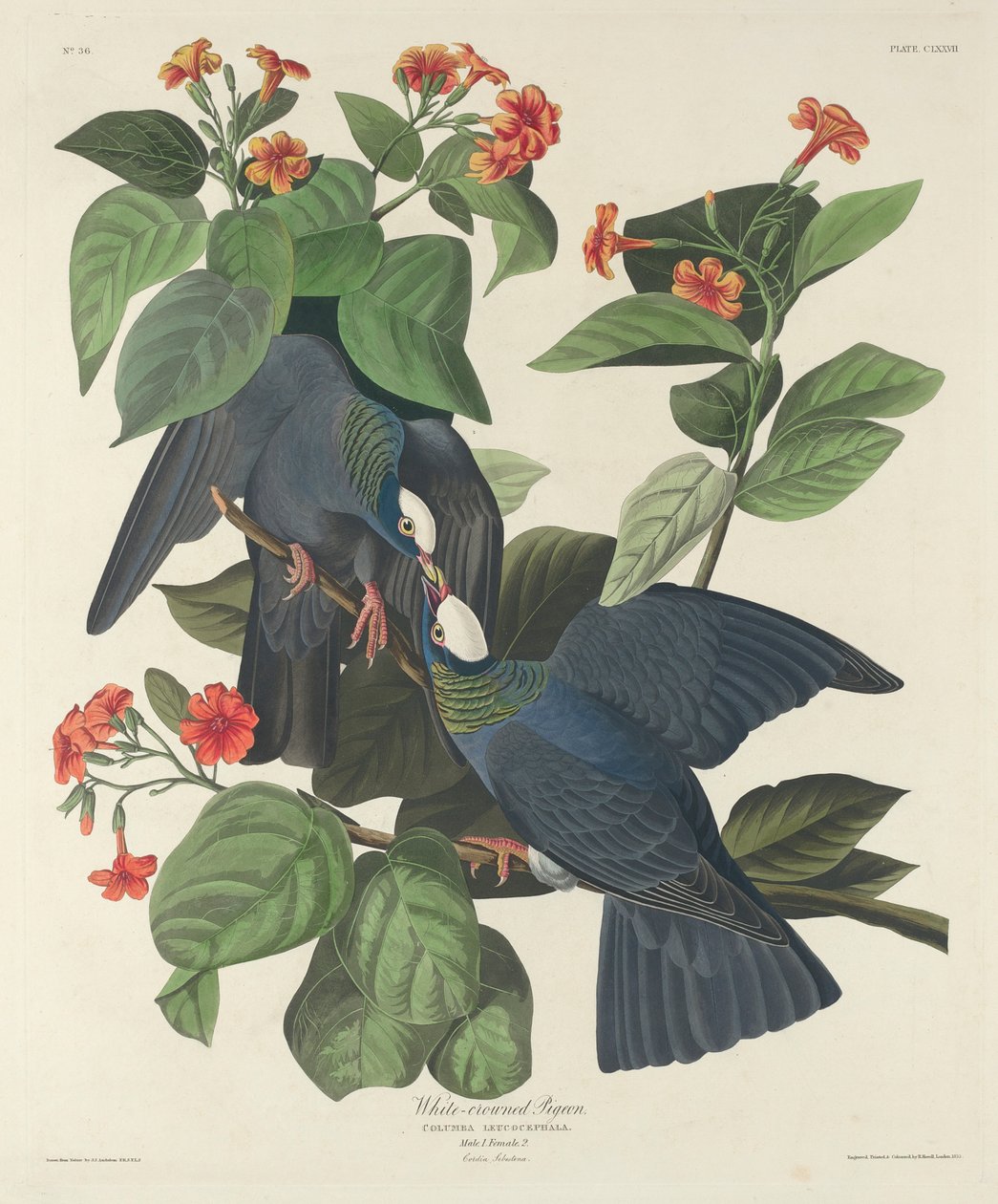 Witgekroonde Duif, 1833 door John James Audubon