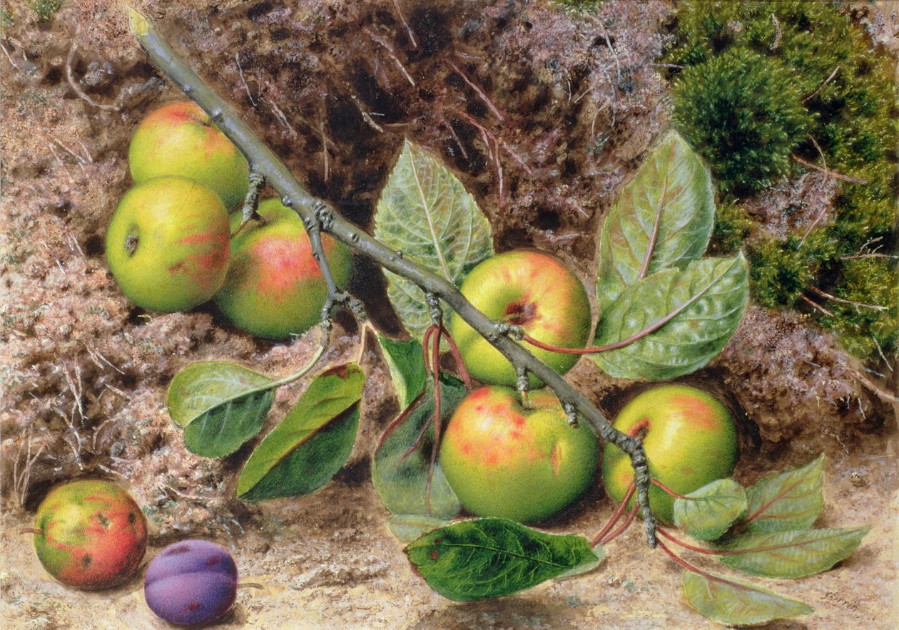 Appels aan een Tak door John Sherrin