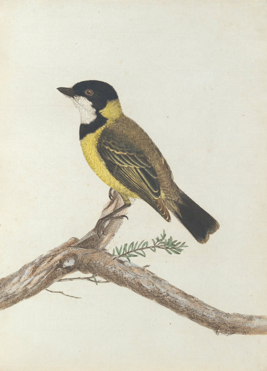 Zwartkruinlijster. Lewin, John. Vogels van New South Wales met hun natuurlijke geschiedenis. Sydney- G. Howe... door John William Lewin