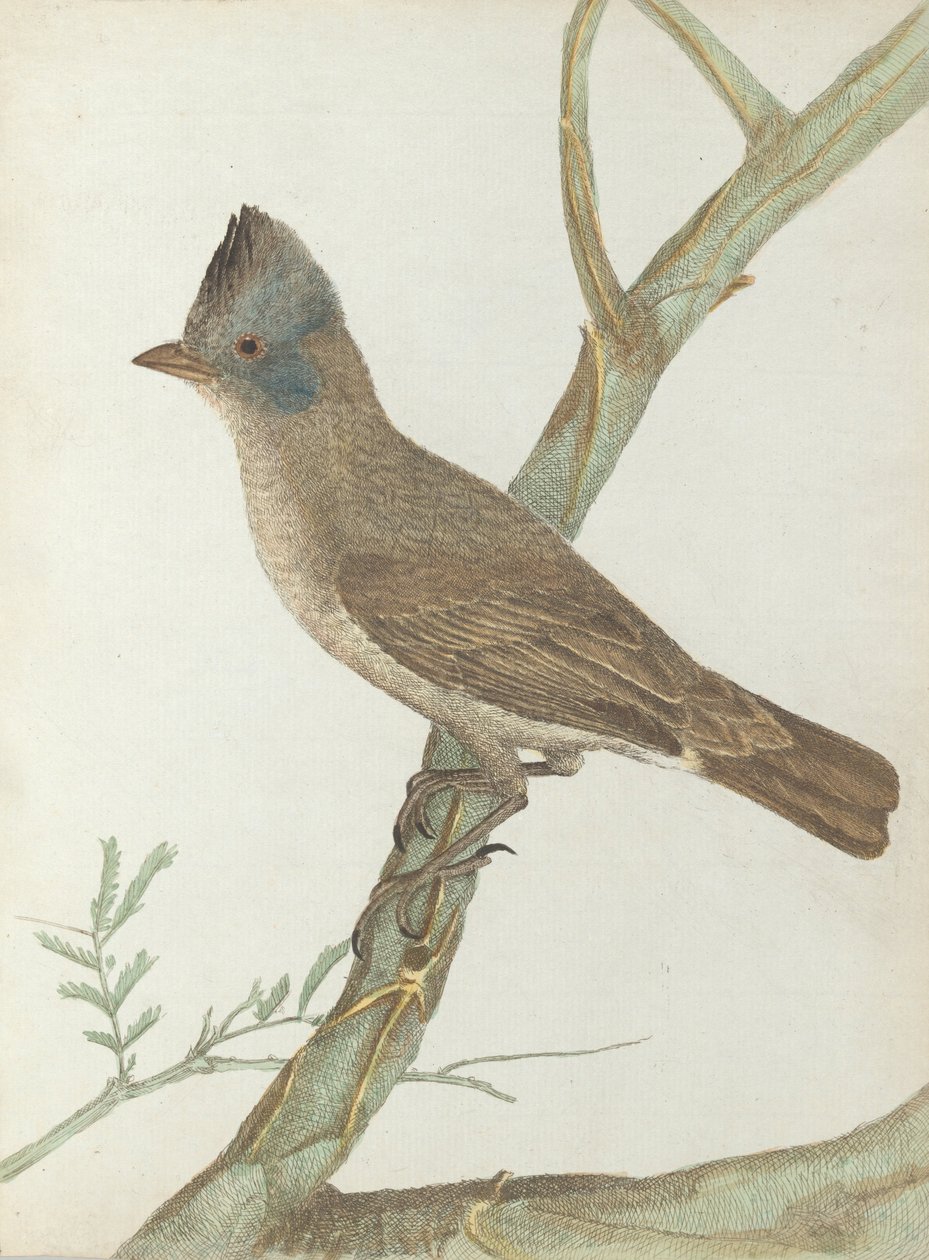 Kuiflijster. Lewin, John. Vogels van New South Wales met hun natuurlijke geschiedenis. Sydney- G. Howe, 18 door John William Lewin