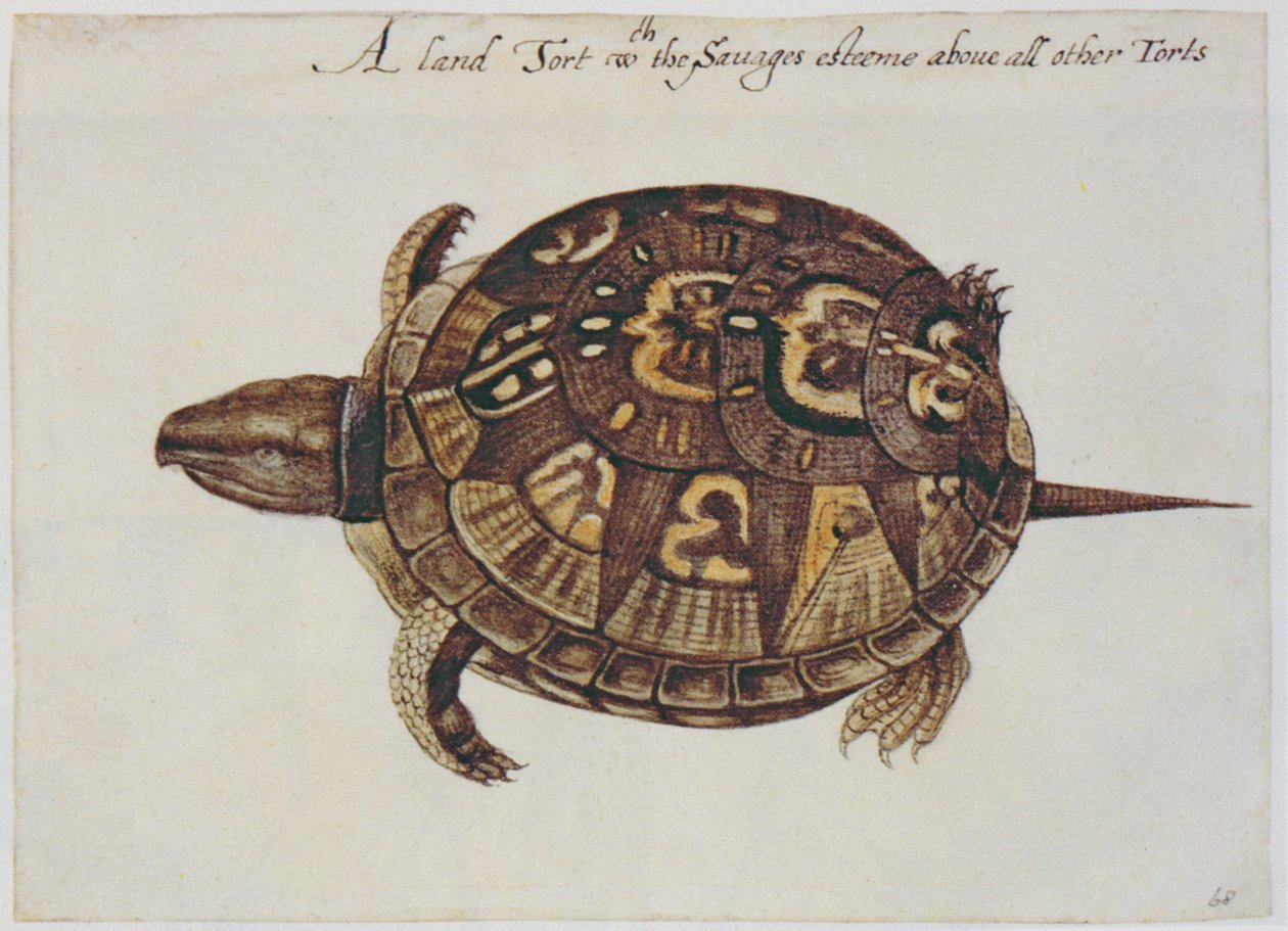 Gewone Doosschildpad (lithografie) door John White
