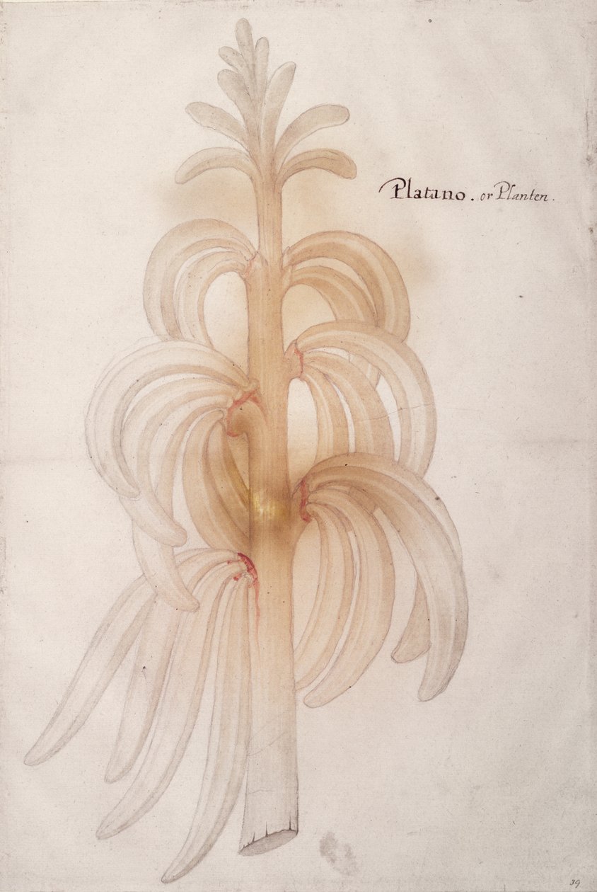 Weegbree, c.1590 door John White