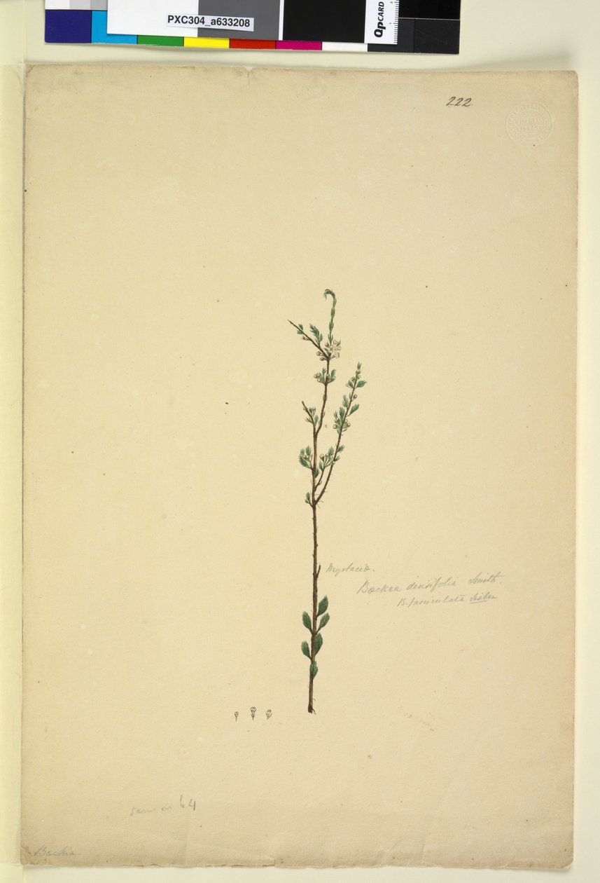Pagina 222. Baeckea densifolia door John William Lewin