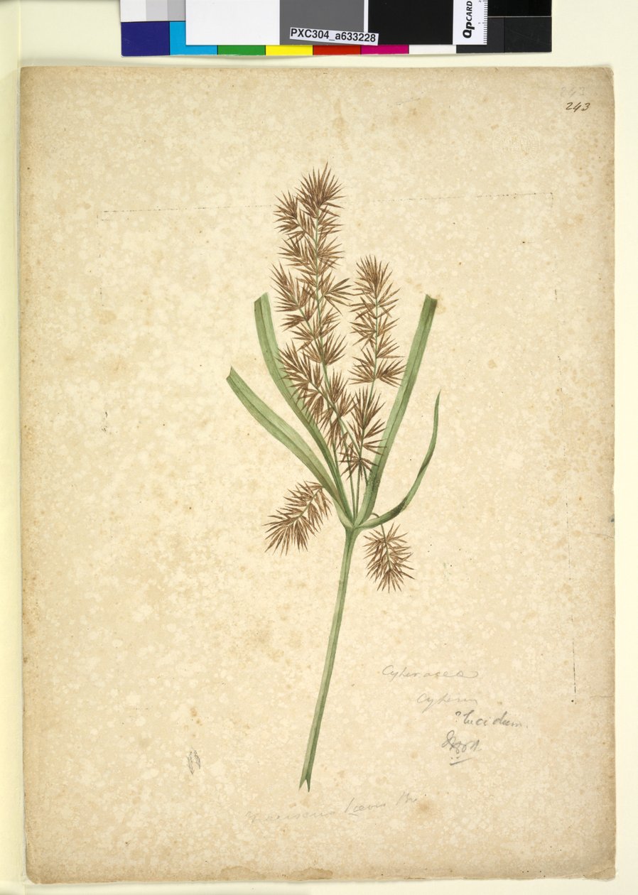 Pagina 243. Mariscus door John William Lewin