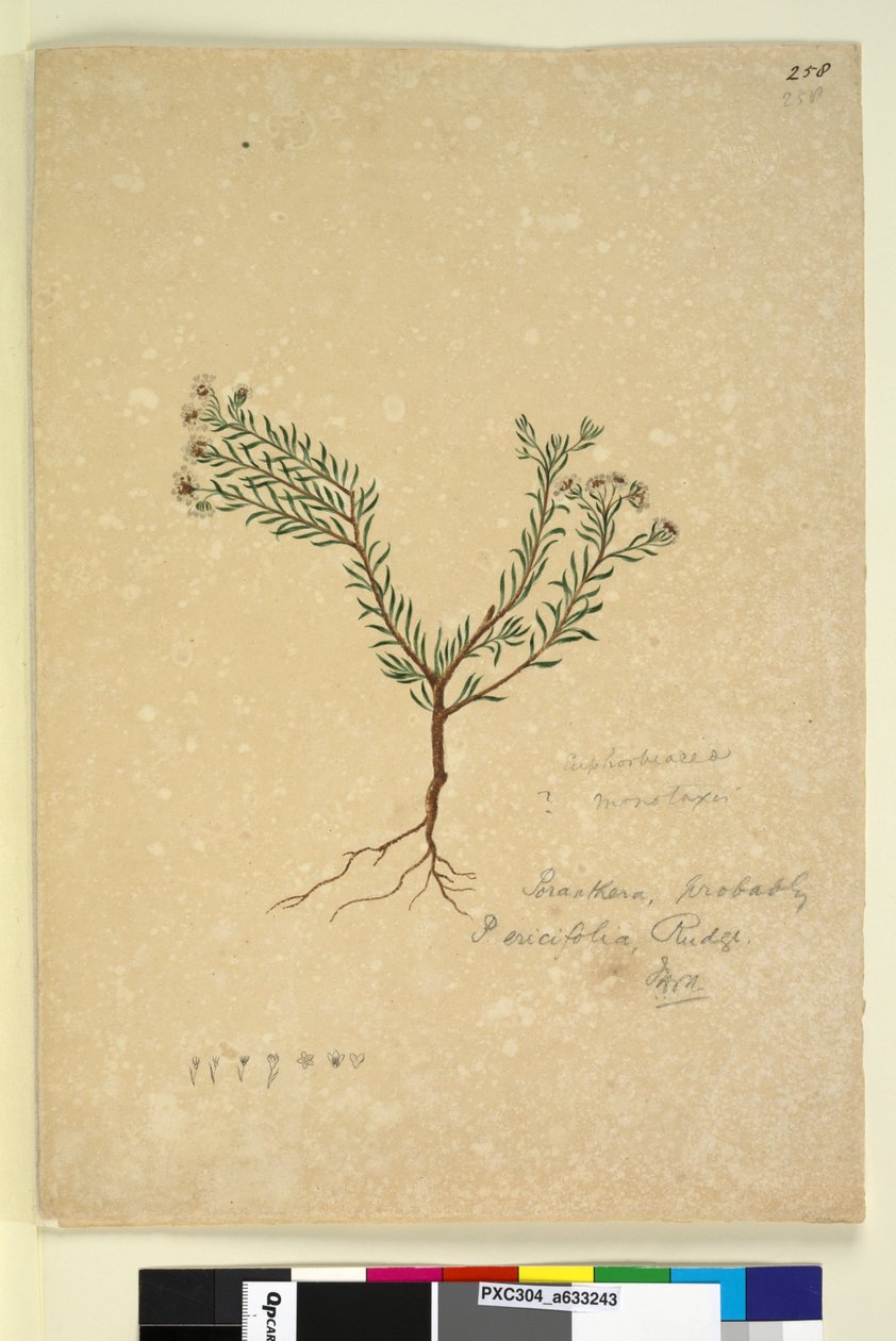 Pagina 258. Poranthera ericifolia door John William Lewin