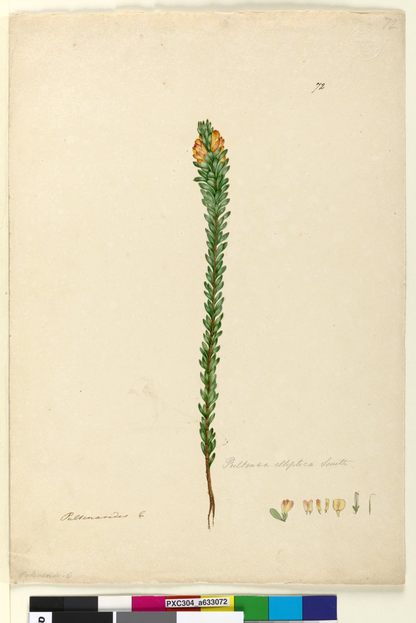 Pagina 72. Pultenaea elliptica door John William Lewin