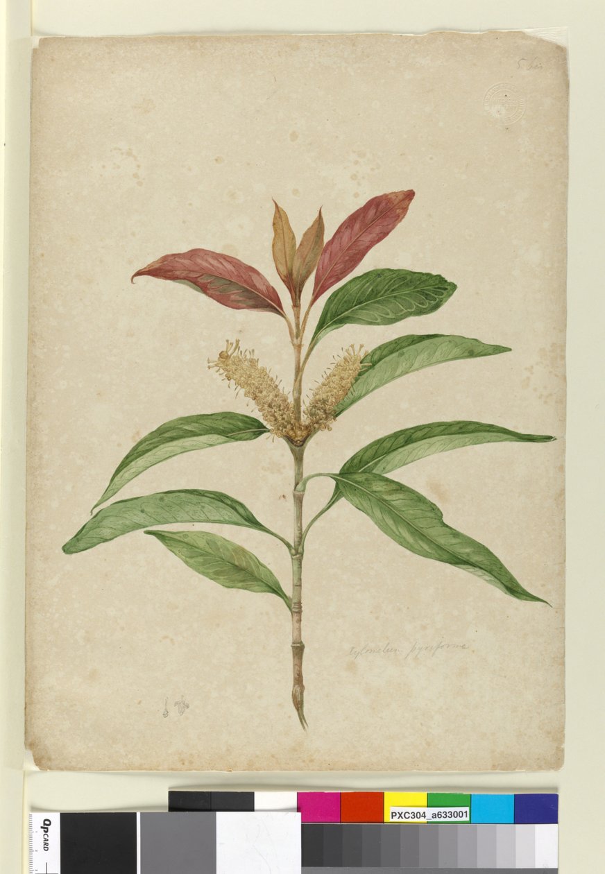 Xylomelum pyriforme, c.1803-06 door John William Lewin