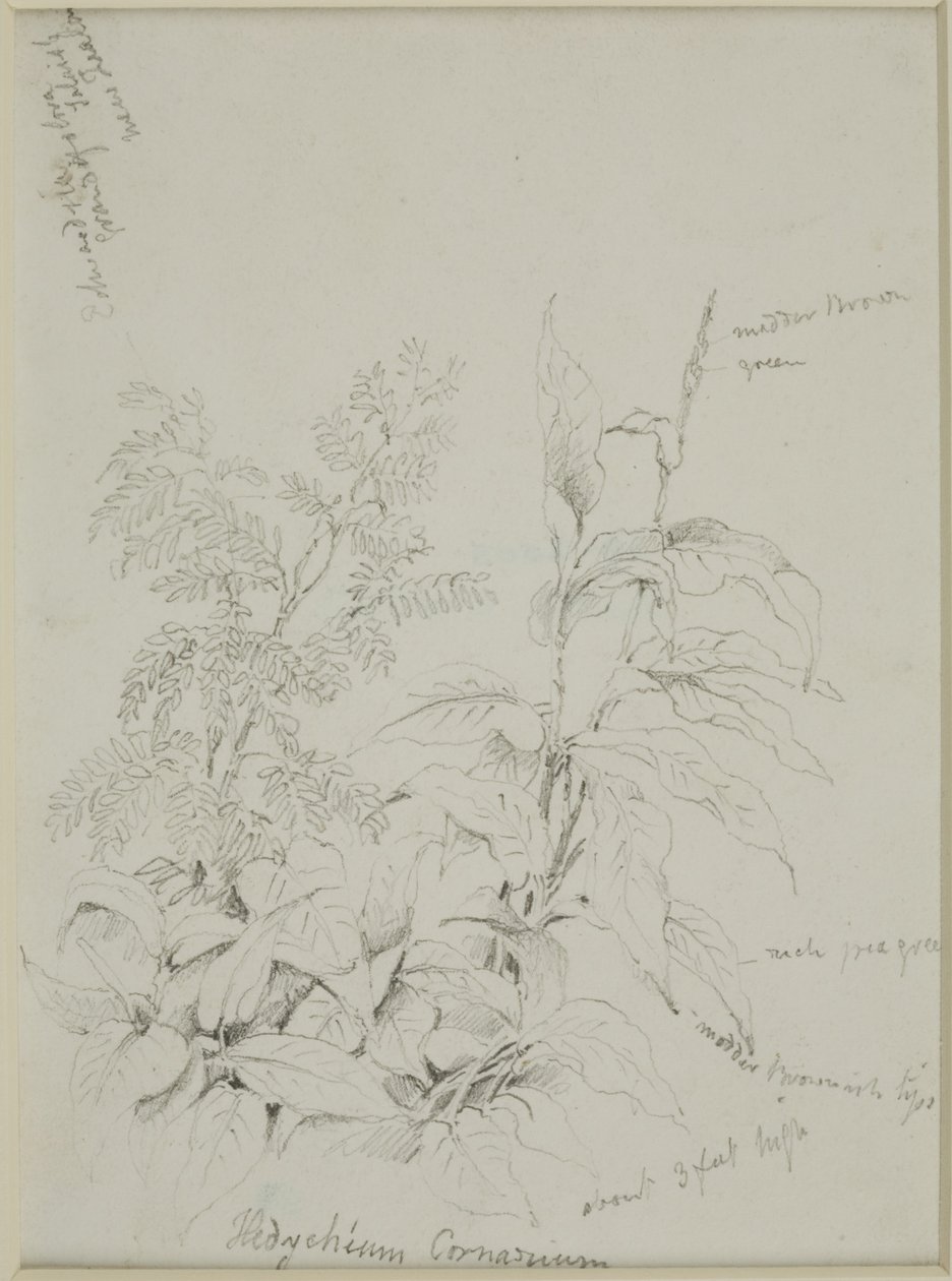 Natuurstudie door John Wilson Carmichael