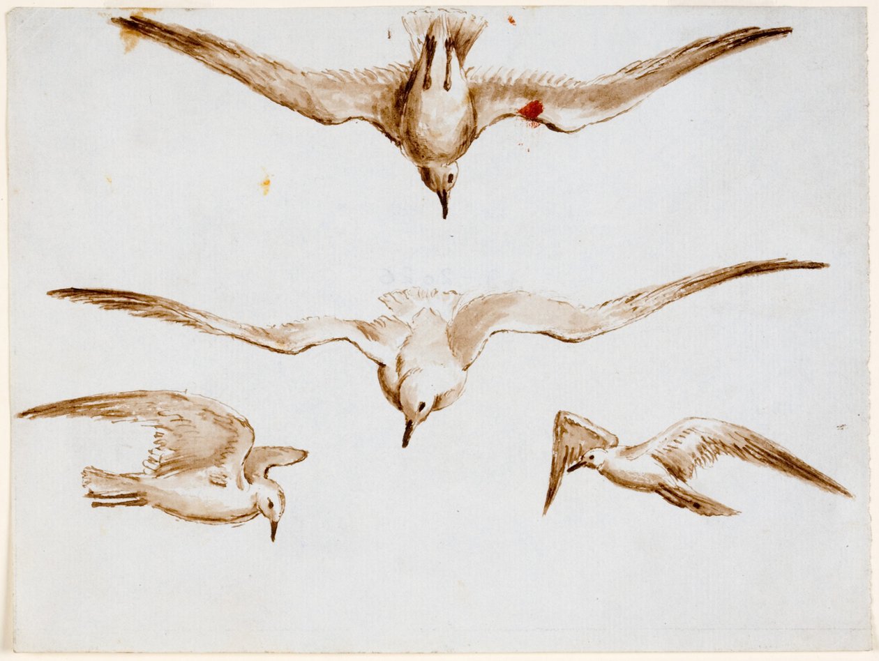Meeuwen door John Wilson Carmichael
