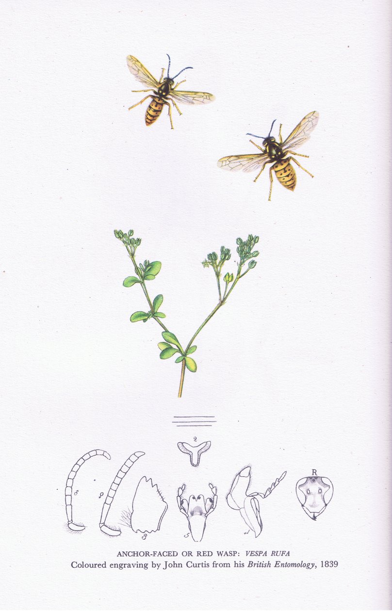 Ankergezicht of Rode Wesp, Natuur in Groot-Brittannië uitgegeven door Collins door John (after) Curtis
