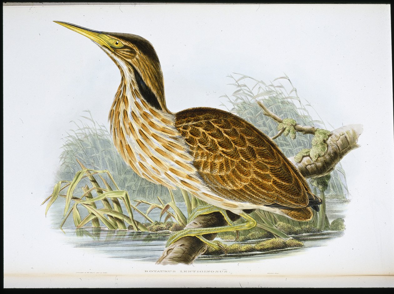 Amerikaanse roerdomp (Botaurus Lentiginosus) door John (after) Gould