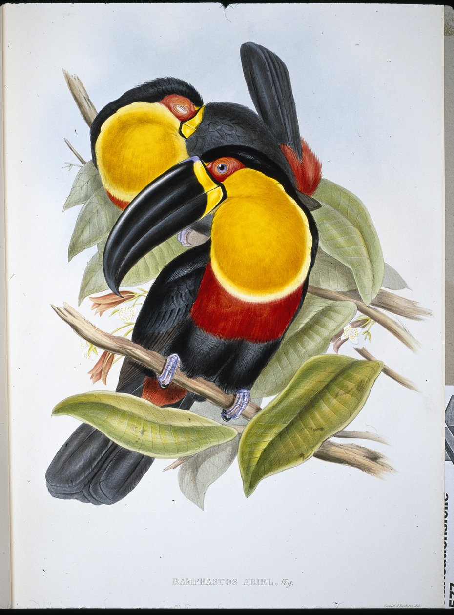 Ariel Toekan door John (after) Gould