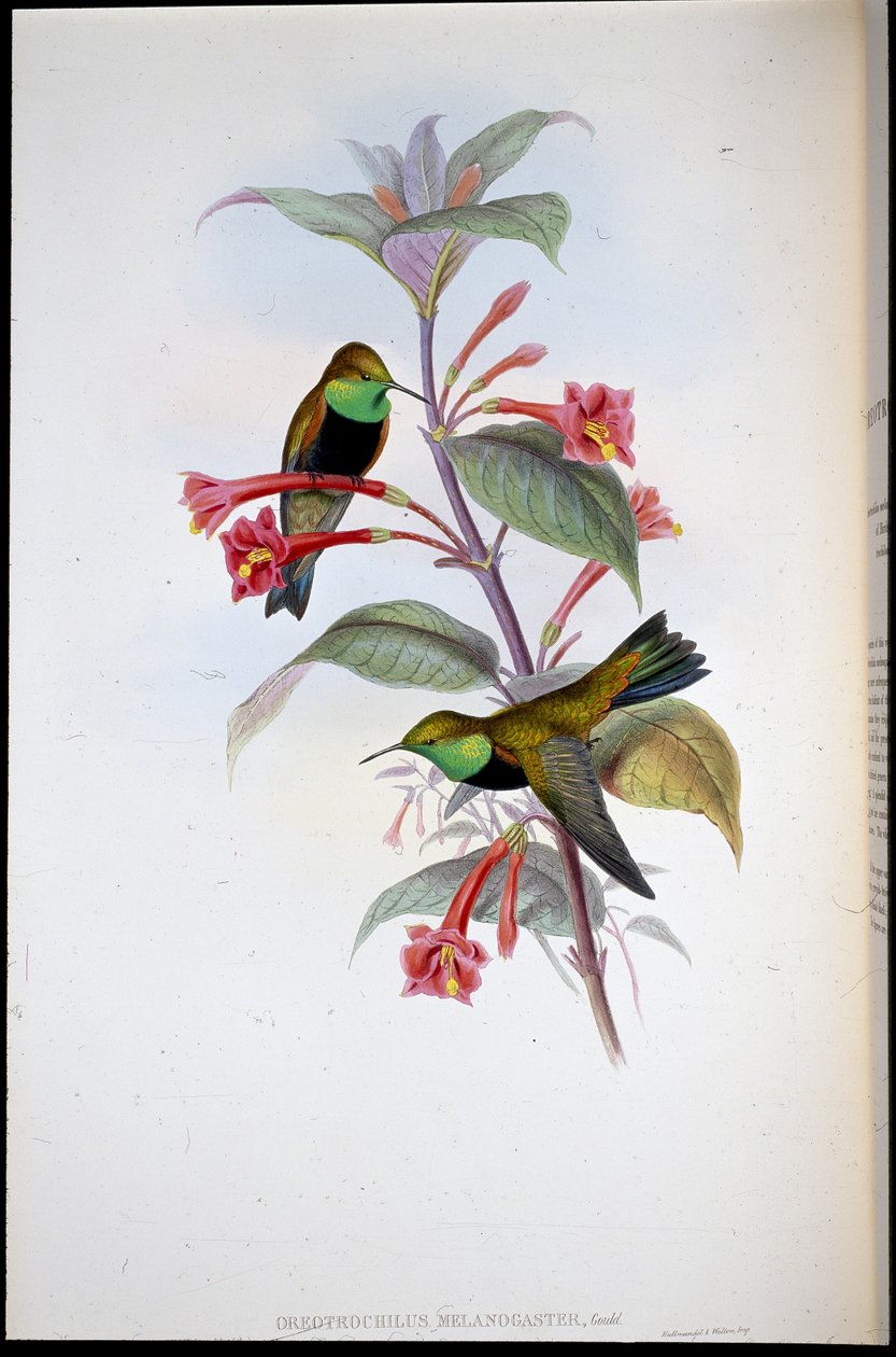 Zwartborst Heuvelster door John (after) Gould