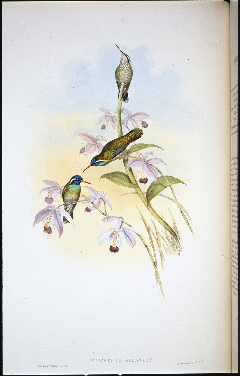 Zwartoor-kolibrie (Heliopaedica Melanotis) door John (after) Gould