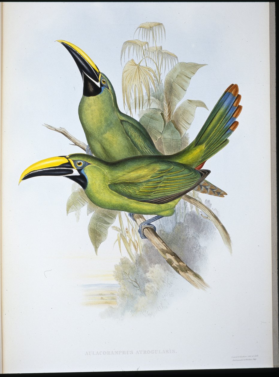 Zwartkeel Groefsnavel Toekan door John (after) Gould