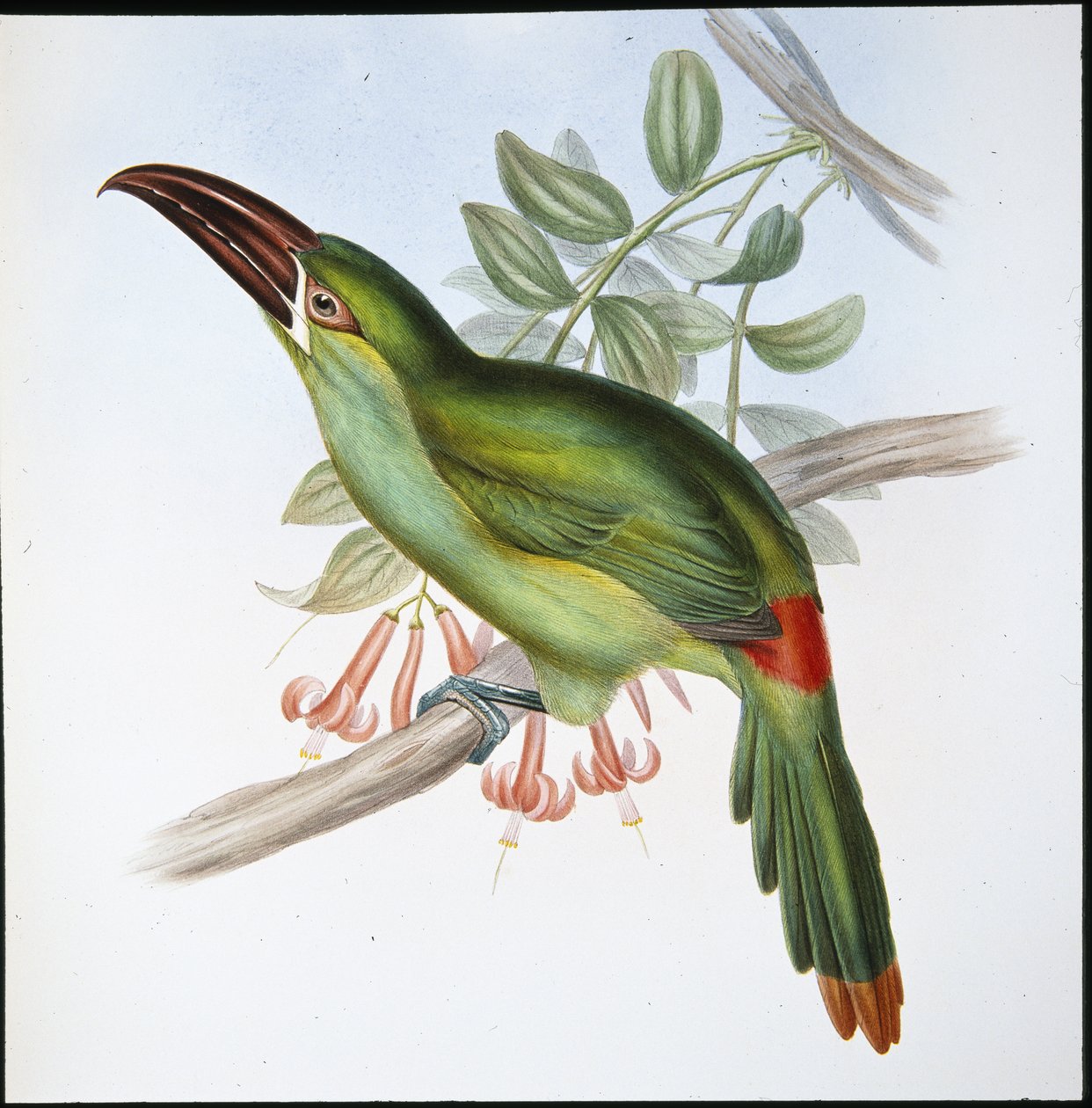 Bloedstuit groefsnavel toekan (Aulacoramphus Haematopygius) door John (after) Gould