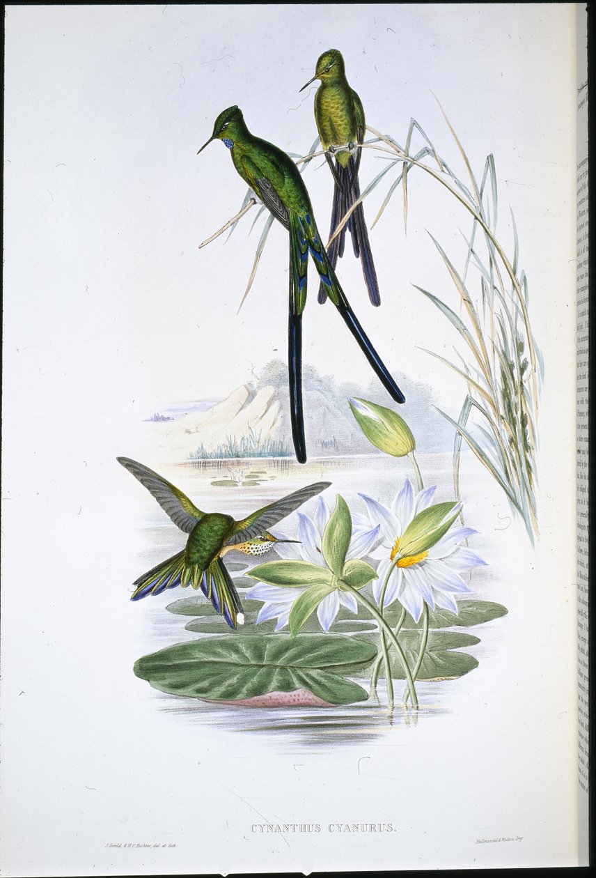 Blauwstaart Sylph (Cynanthus Cyanurus) door John (after) Gould