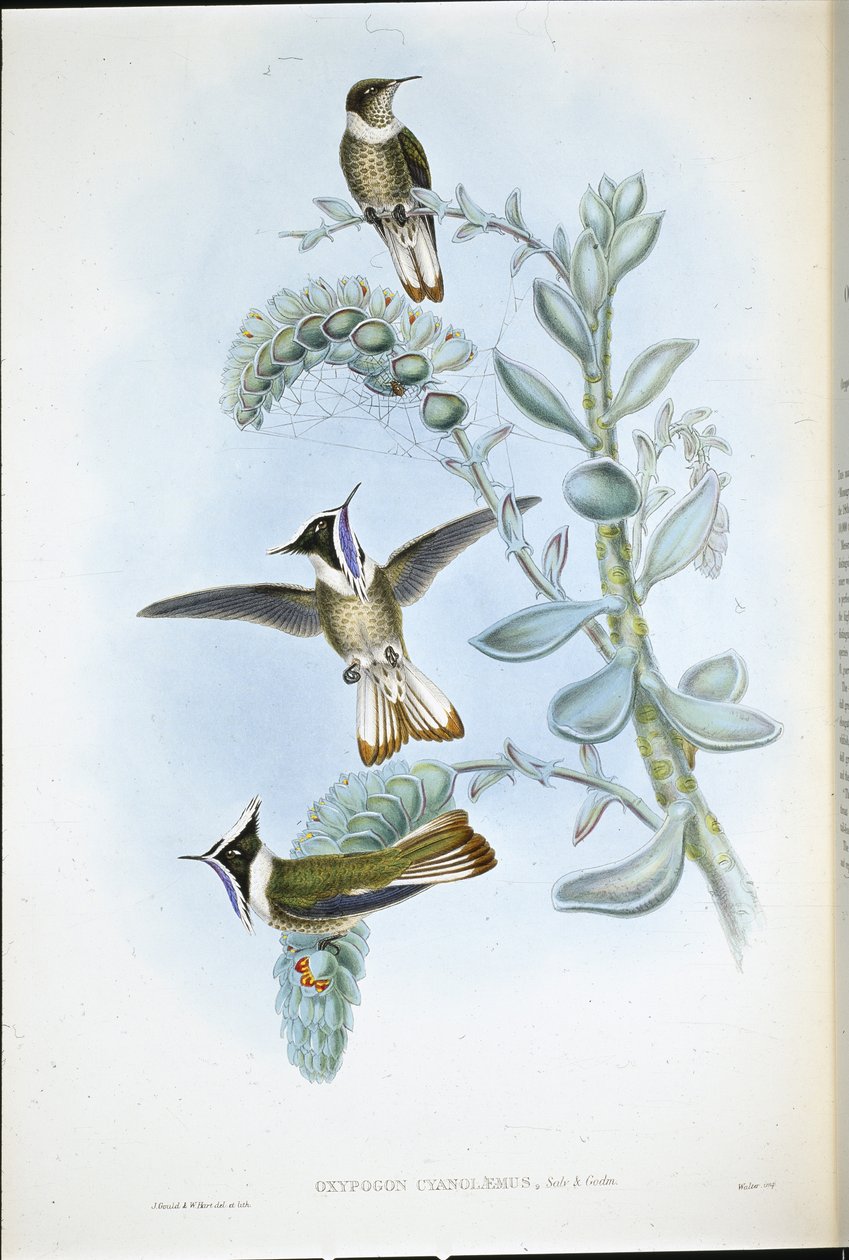 Blauwkeelhelmkuif door John (after) Gould