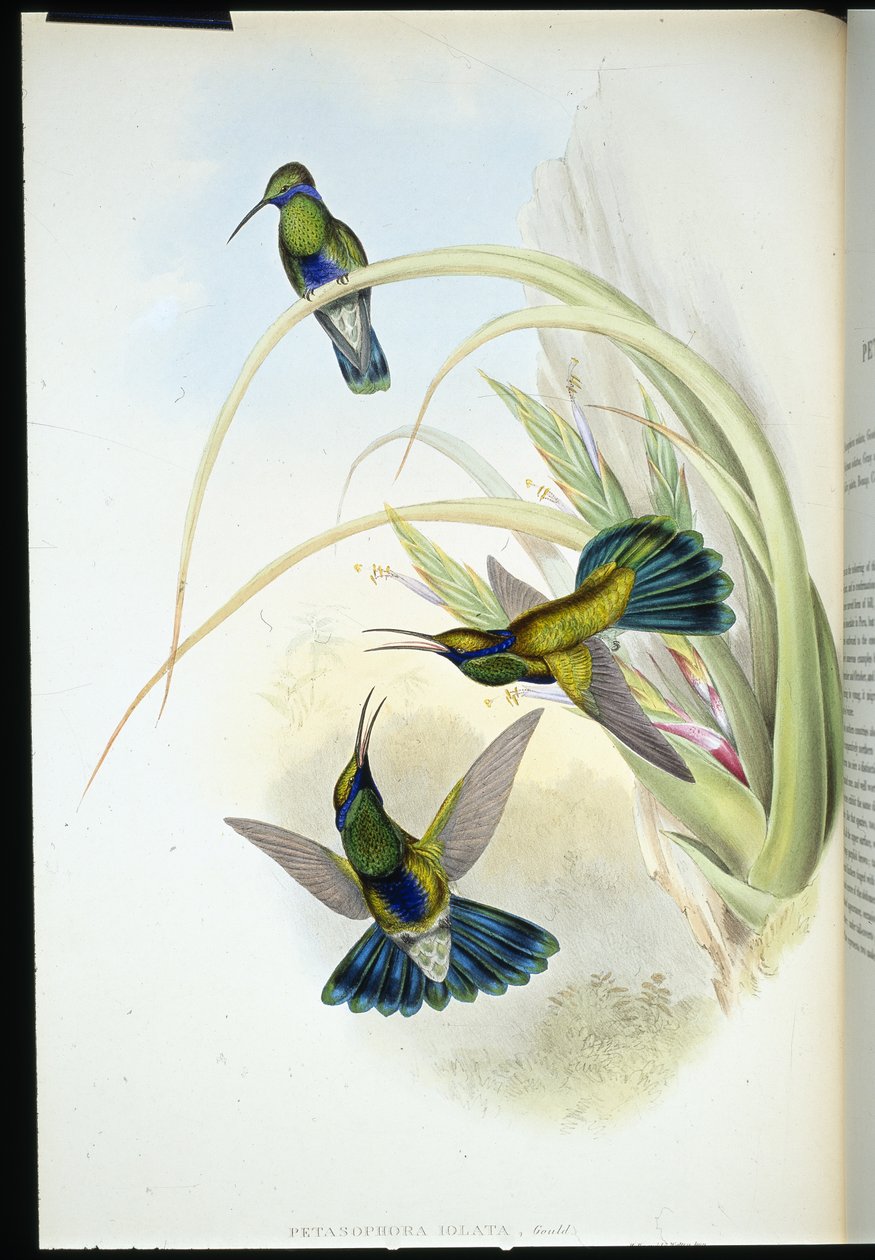 Boliviaanse viooroog (Petasophora Iolata) door John (after) Gould