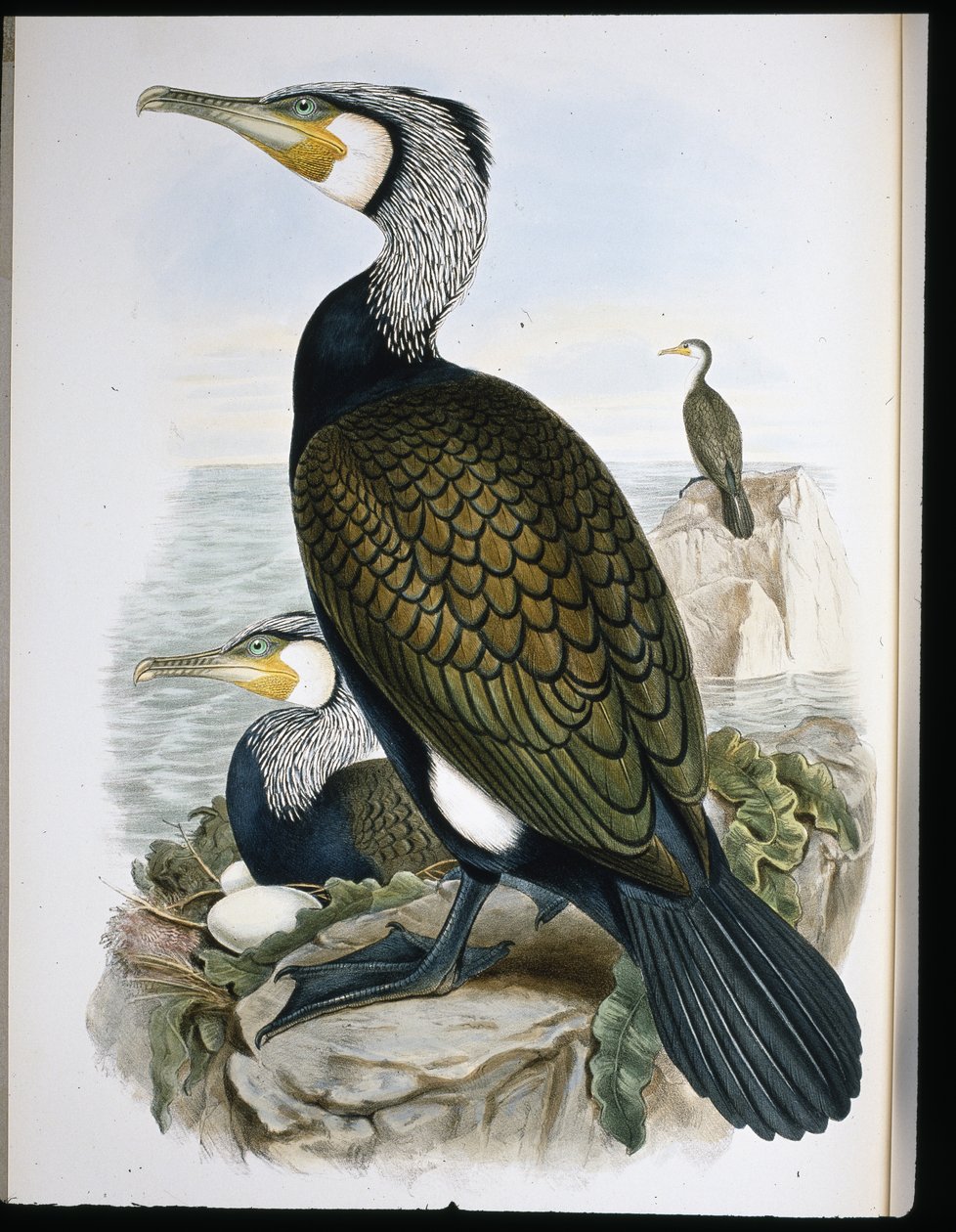 Aalscholver door John (after) Gould