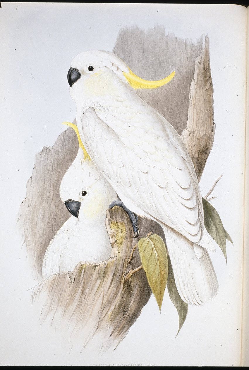 Kaketoe (Cacatua Galerita) door John (after) Gould