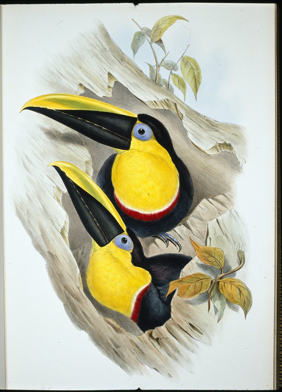 Twijfelachtige toekan door John (after) Gould