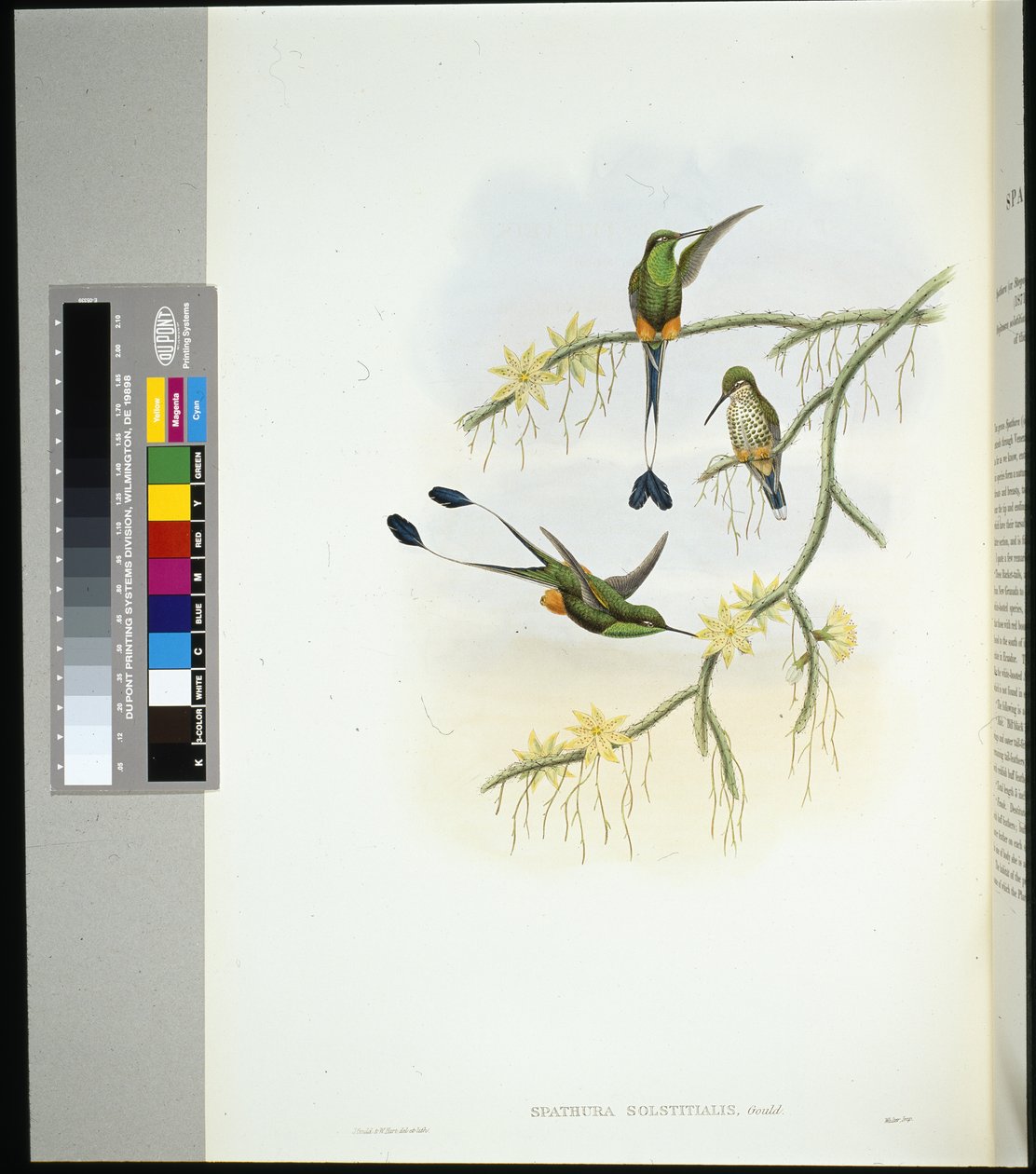 Ecuador Racketstaart (spathura solstitialis) door John (after) Gould