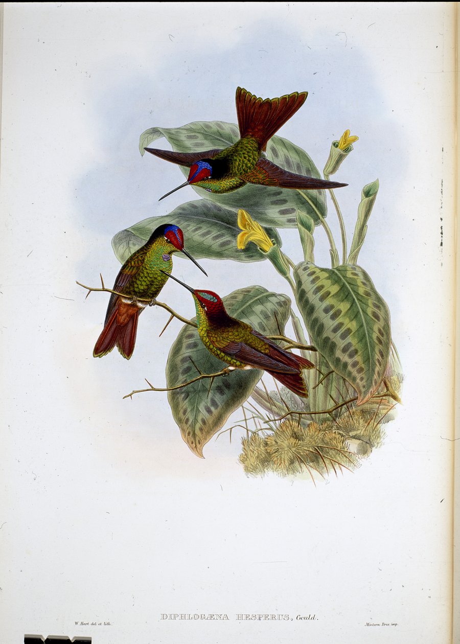 Ecuadoraanse regenboog door John (after) Gould