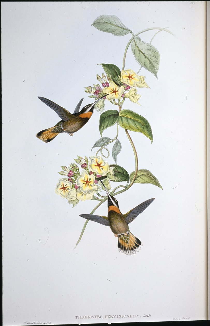 Fawnstaart Barbed-throat Kolibrie (Threnetes Cervinicauda) door John (after) Gould