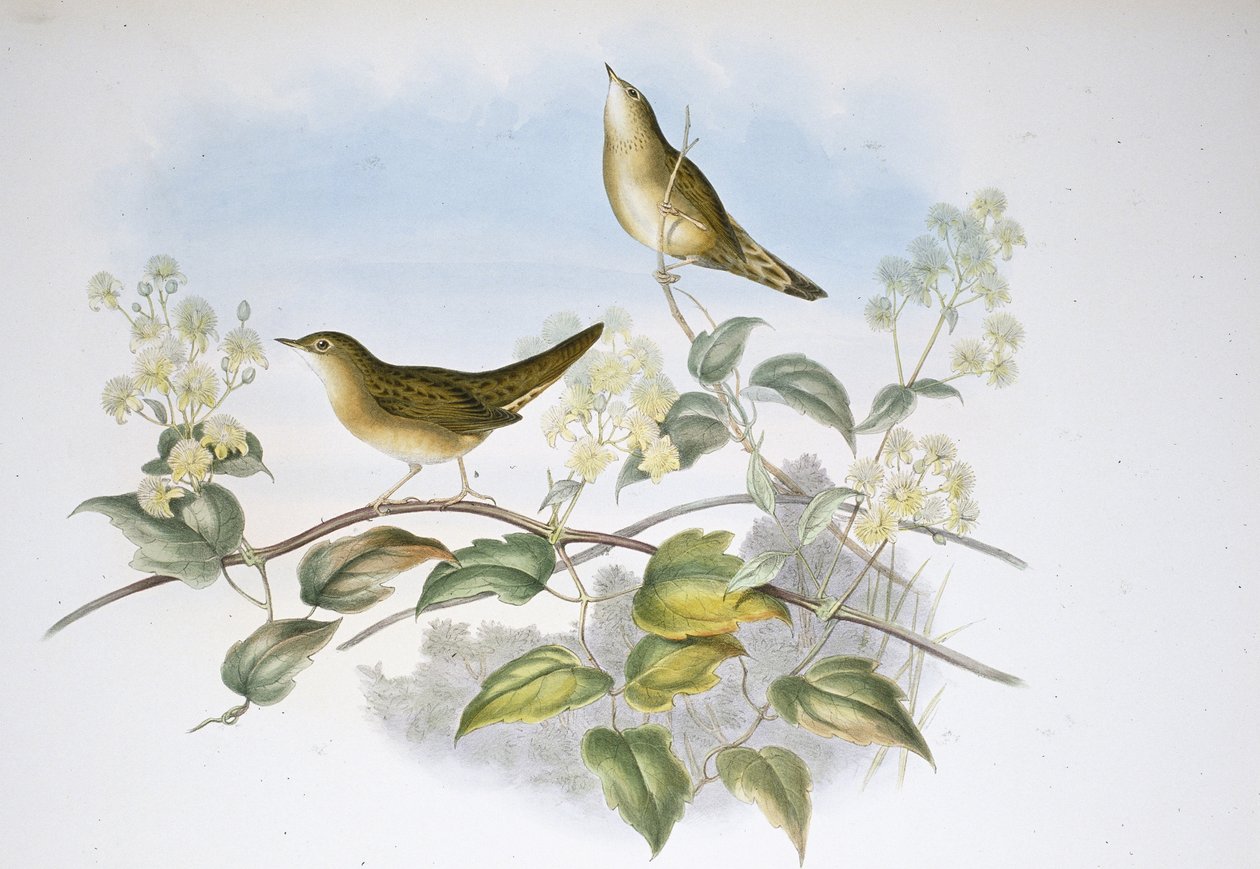 Sprinkhaanzanger door John (after) Gould