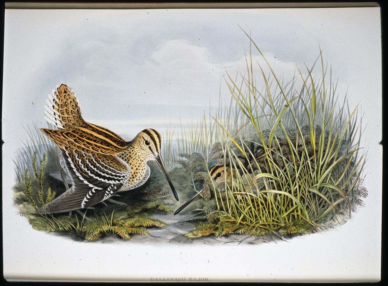 Grote snip door John (after) Gould