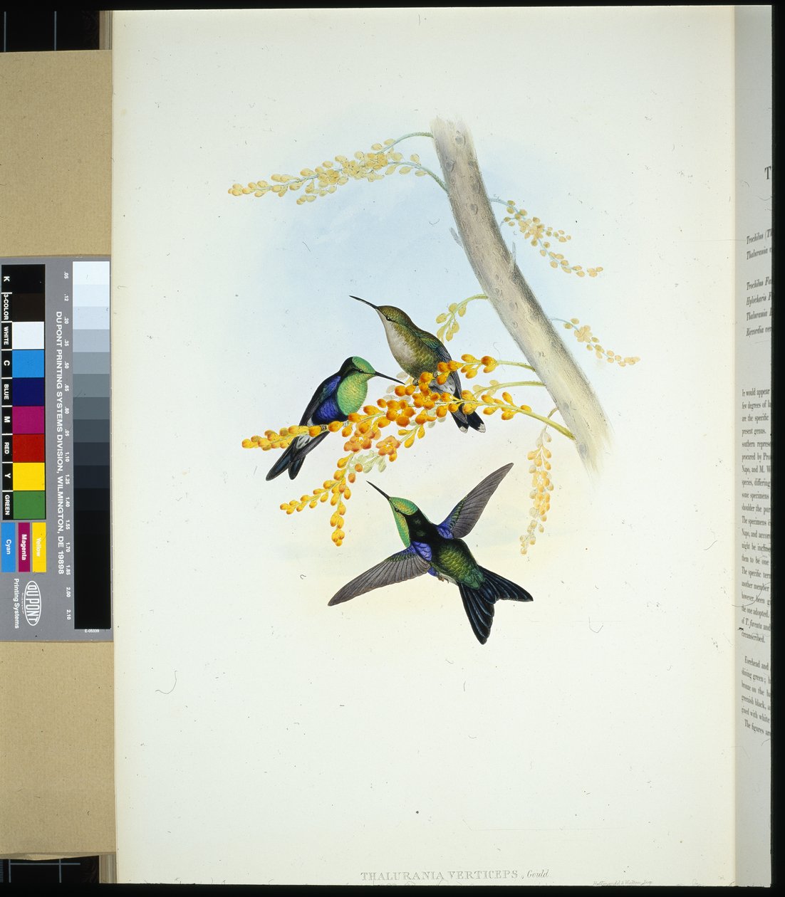 Groenkroonned Panoplites (thalurania verticeps) door John (after) Gould