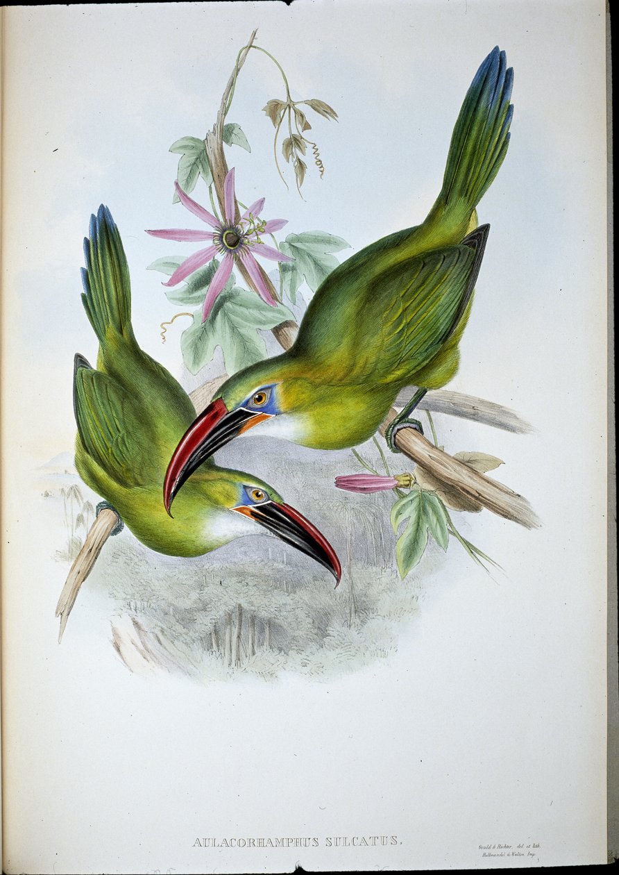 Groefbektoekan door John (after) Gould