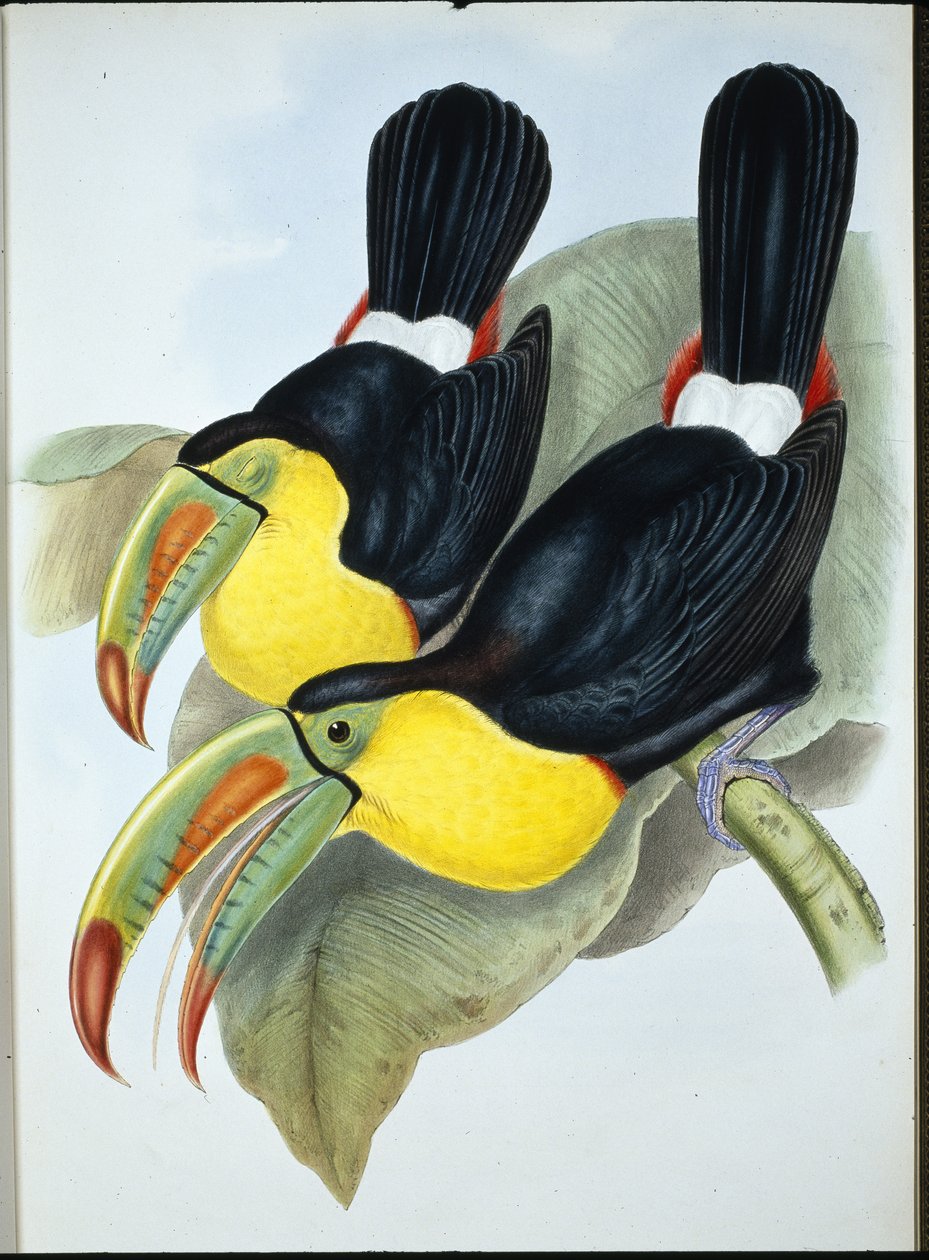 Keelsnavel toekan (Ramphastos Carinatus) door John (after) Gould