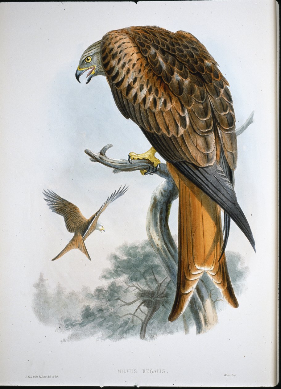 Rode wouw (Milvus Regalis) door John (after) Gould