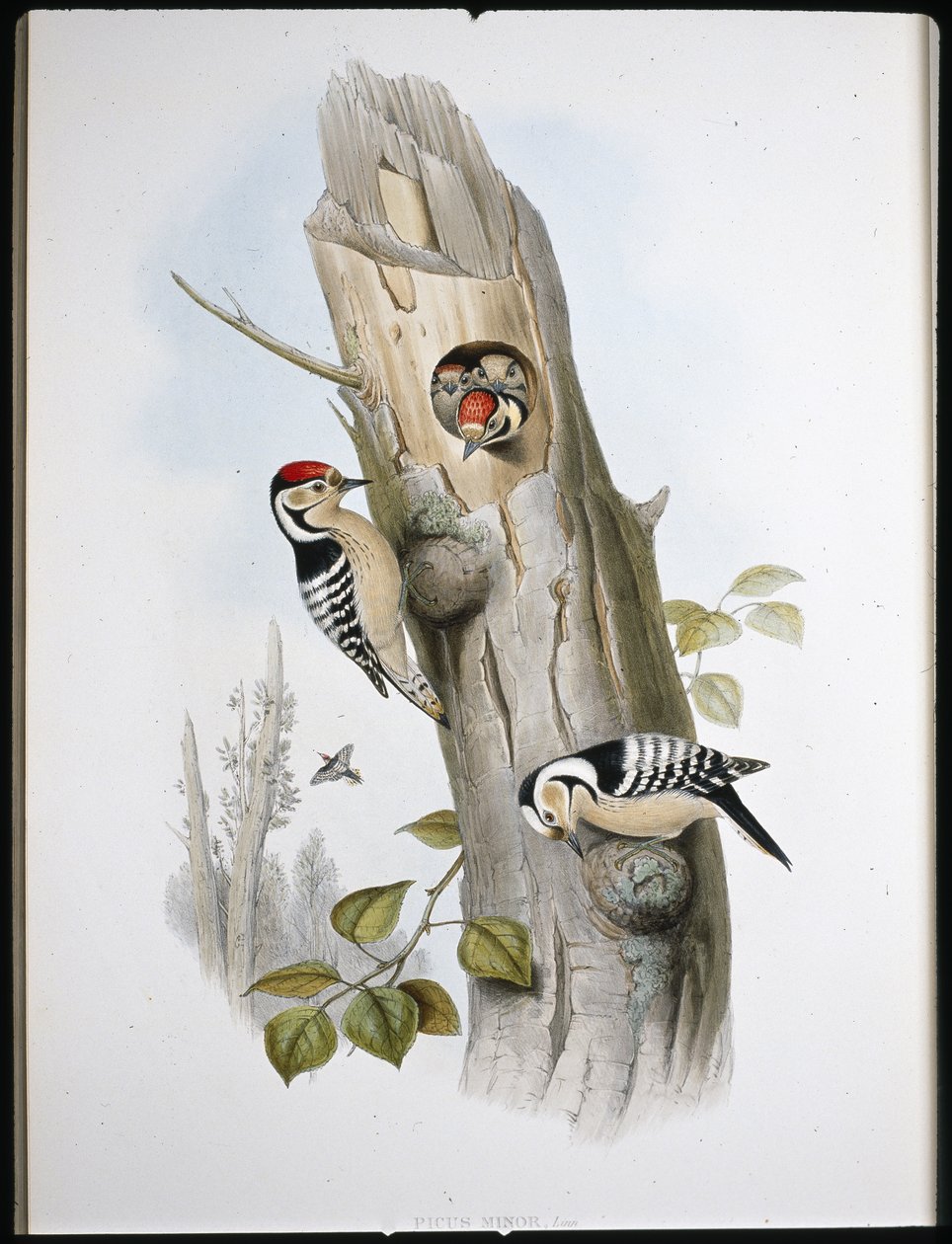 Kleine bonte specht (Picus Minor) door John (after) Gould