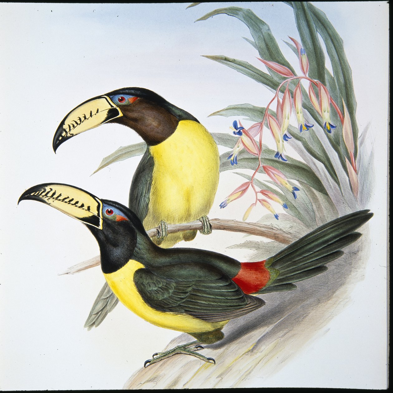 Letteraracari toekan door John (after) Gould