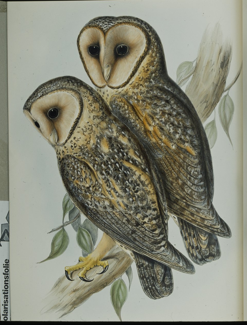 Gemaskerde kerkuil (Strix Personata) door John (after) Gould