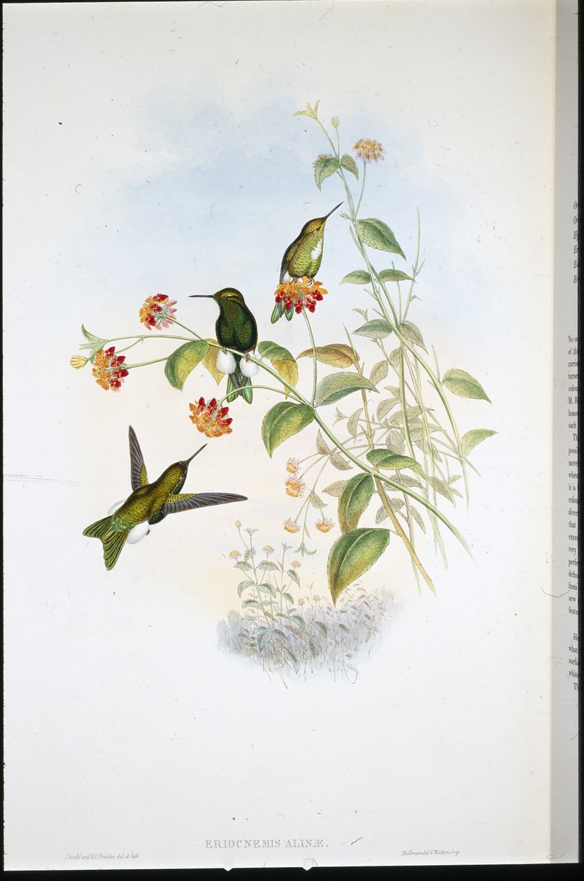 Metalen pluispoot (Eriocnemis Alinae) door John (after) Gould