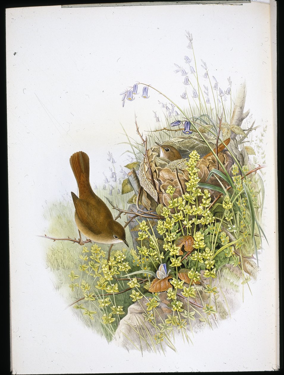 Nachtegaal door John (after) Gould
