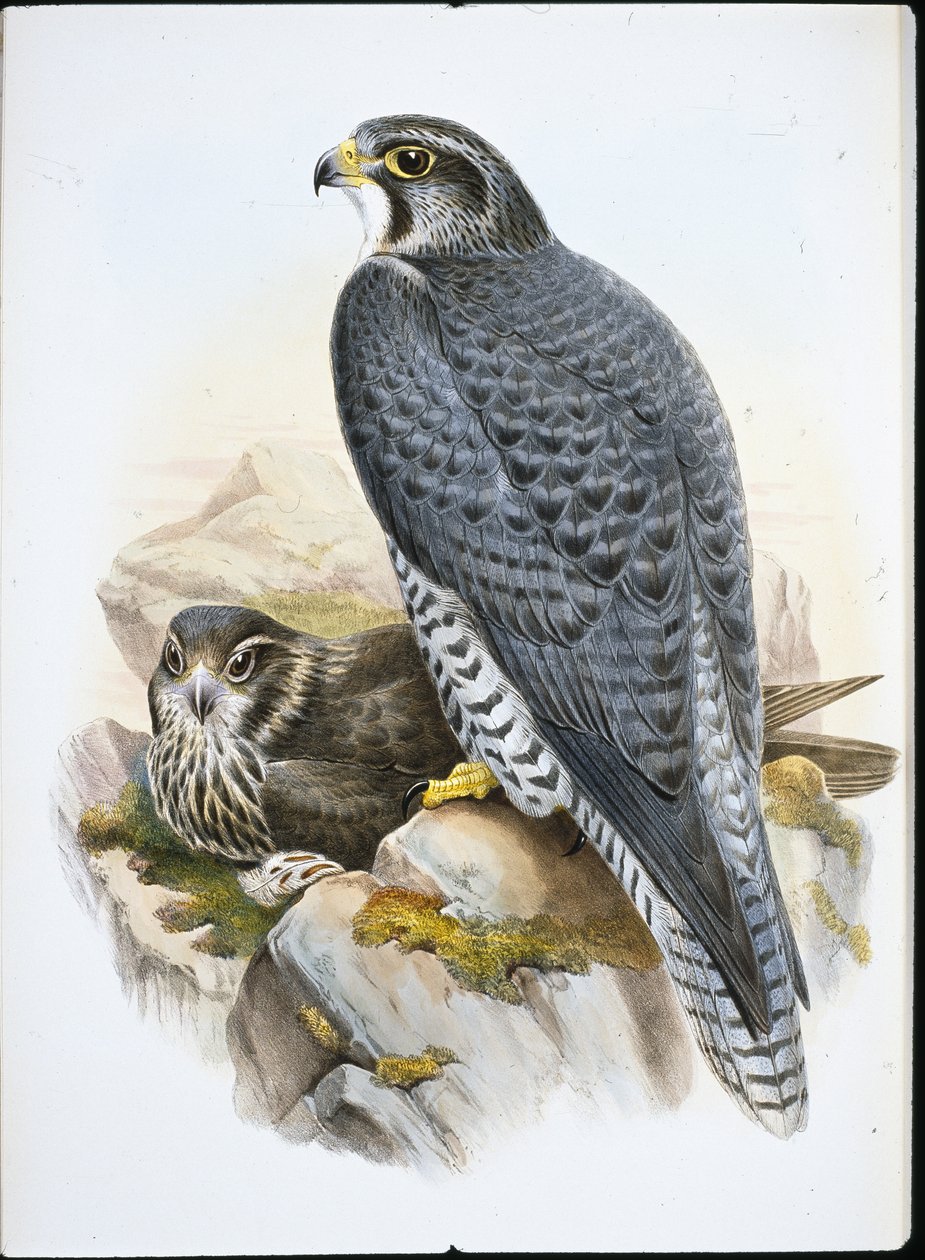 Noorse of giervalk door John (after) Gould