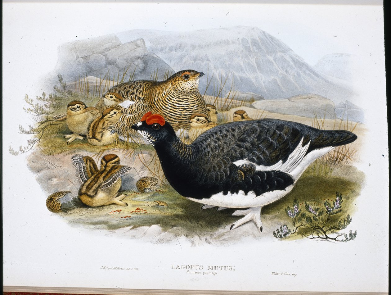 Sneeuwhoen (zomerkleed) (Lagopus Mutus) door John (after) Gould